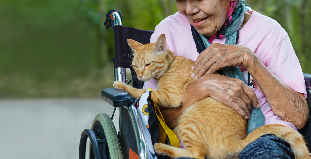 Senior woman sitting down in wheelchair petting orange cat in lap